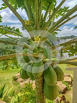 Detailed view of papaya tree with detailed growing papayas, typically tropical tree on Africa