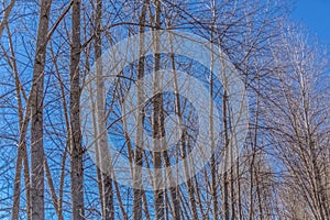 Detailed view of the parallel top trees on the herbs field