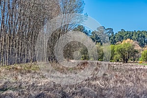 Detailed view of the parallel trees, grassland and forest as background