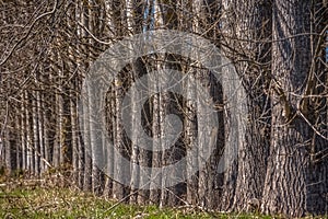 Detailed view of the parallel trees on the herbs field