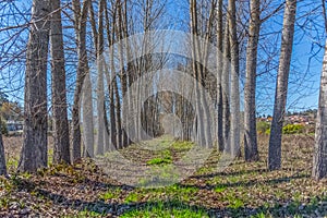 Detailed view of the parallel trees on the herbs field