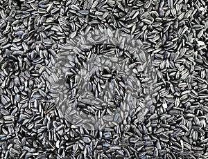 Close-Up of Sunflower Seeds in a Pile photo