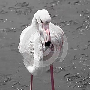 Detailed view of pink flamingo