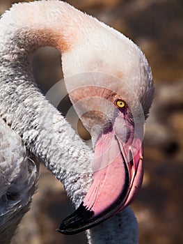 Detailed view of pink flamingo