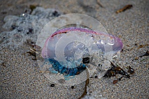 A detailed view of a Portuguese Man-O-War washed ashore on the beach in Cornwall