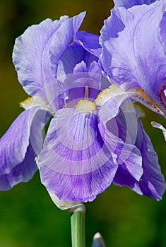 Detailed View of Purple Iris (Iridaceae) on a Spring Day