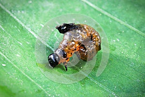 A detailed view of the scarlet lily beetle larva on a leaf background