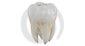 A detailed view of a single artificial tooth model with three visible roots