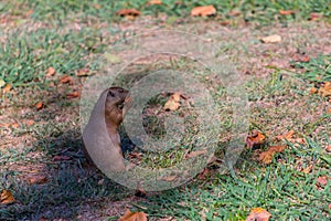 Detailed view of a single funny rodent, prairie dog, genus Cynomys