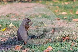 Detailed view of a single funny rodent, prairie dog, genus Cynomys