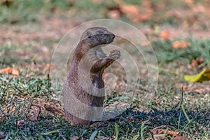 Detailed view of a single funny rodent, prairie dog, genus Cynomys