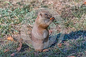 Detailed view of a single funny rodent, prairie dog, genus Cynomys