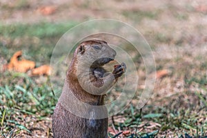 Detailed view of a single funny rodent, prairie dog, genus Cynomys