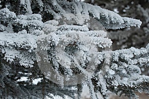 Detailed view of snow covered evergreen.