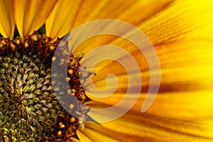 A detailed view of a sunflower.