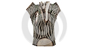 Aged tree trunk texture with rough broken top