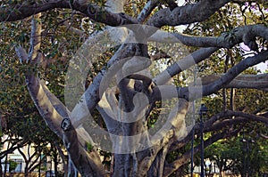 Detailed view of tree trunk of old Ficus tree in city park in Trapani, Sicily. Ficus macrophylla