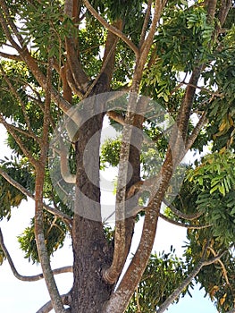detailed view of the upper-middle section of a lush leafy treeset against a bright sky