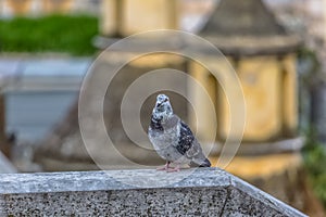 Detailed view of urban dove on Belvedere wall