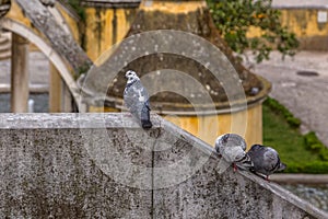 Detailed view of urban doves on Belvedere wall