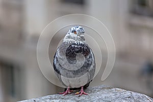 Detailed view of urban doves on Belvedere wall