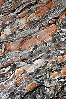 Detailed view of weathered tree bark texture.