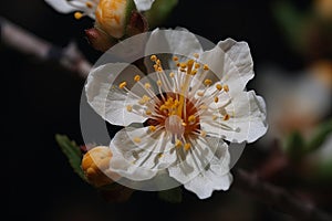 Detailed view of white flower apricots with yellow stamen Close-up of blossoming