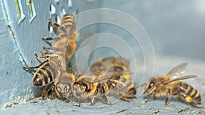 Detailed view of working bees in a bee hive. blurred background. Close up of flying bees flying back in hive after an intense