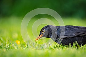 Detailed view of a young Black Bird having flown the nest.