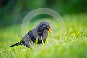 Detailed view of a young Black Bird having flown the nest.