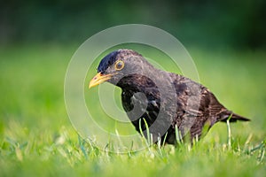 Detailed view of a young Black Bird having flown the nest.