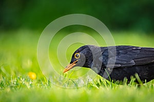 Detallado de joven negro pájaro con nido 