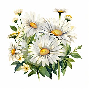 Detailed Watercolor Bouquet Of White Daisies Illustration