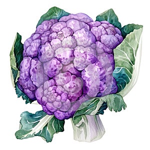 A detailed watercolor illustration of a purple cauliflower, with its rich colors