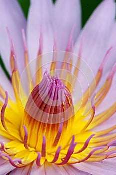 Detailed Waterlily photo