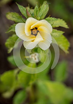 Detailed white and yellow flower in the forest. photo