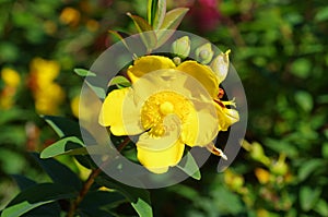 A detailed yellow flower closeup