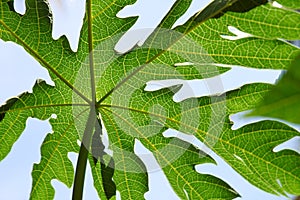 Detailing Papaya Papaya Leaf