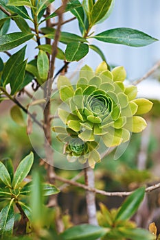 The details of an Aeonium succulent