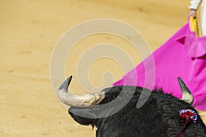 Details of animal abuse in Spanish bullfights photo