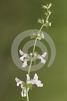 Blooiming twig of an annual yellow woundwort flower