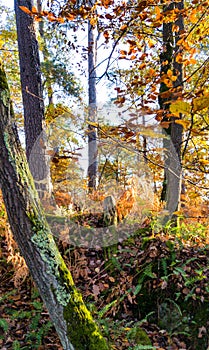 Details of autumnal forest