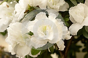 Details of azalea flowers with green leaves