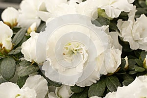 Details of azalea flowers with green leaves