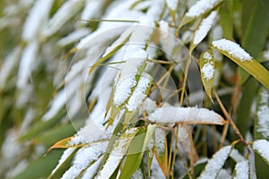 Details of bamboo leaves in winter