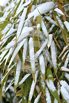 Details of bamboo leaves in winter