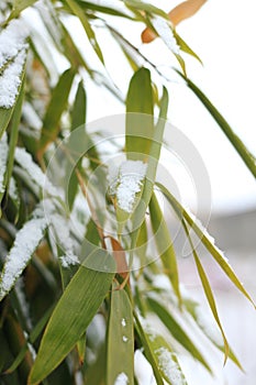 Details of bamboo leaves in winter