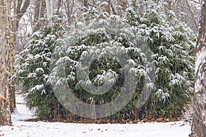 Details of bamboo leaves in winter with snow