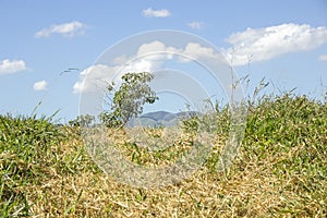 Details of bananal sao paulo