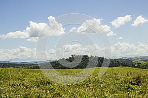 Details of bananal sao paulo